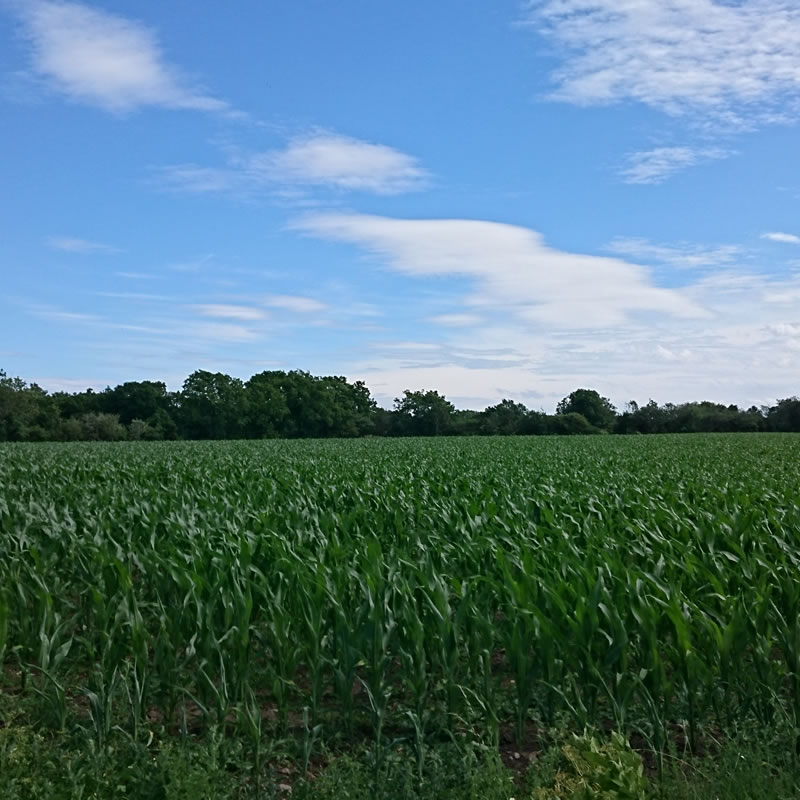 Corn Field Agricultural Testing by Custom Laboratory